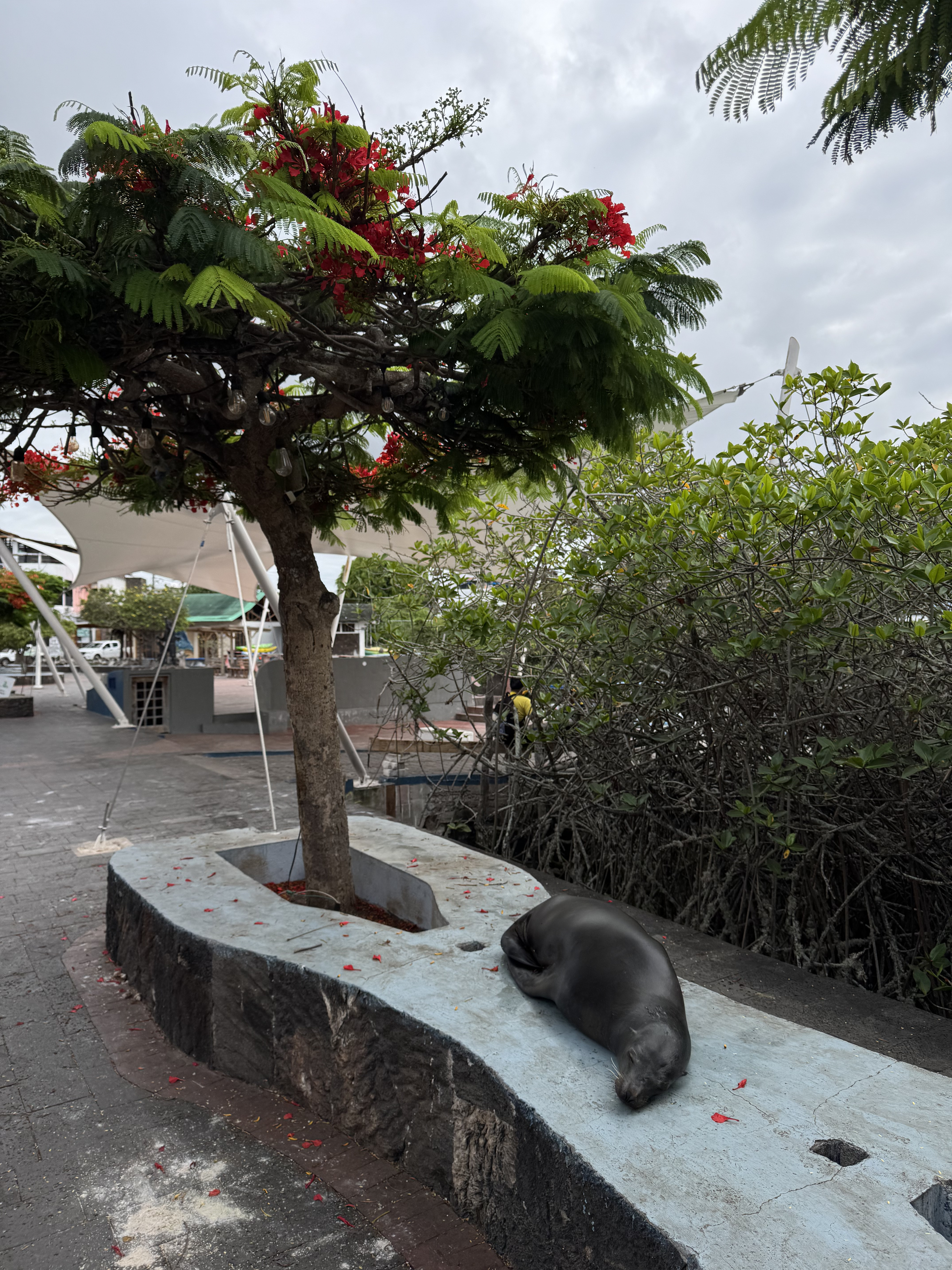 3 days land based on santa cruz: galapagos islands